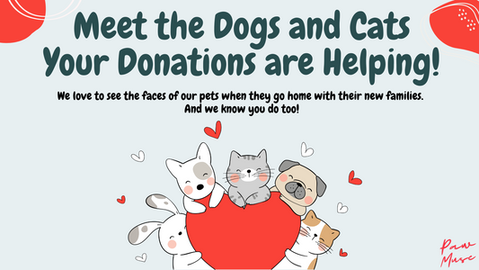 Meet the Dogs and Cats Your Donations are Helping!