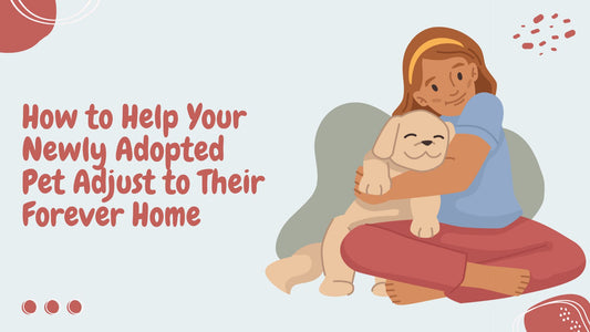 How to Help Your Newly Adopted Pet Adjust to Their Forever Home