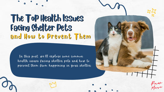 The Top Health Issues Facing Shelter Pets and How to Prevent Them
