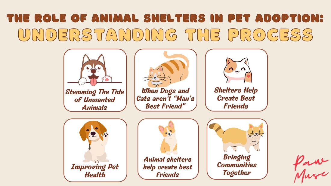 The Role of Animal Shelters in Pet Adoption: Understanding the Process