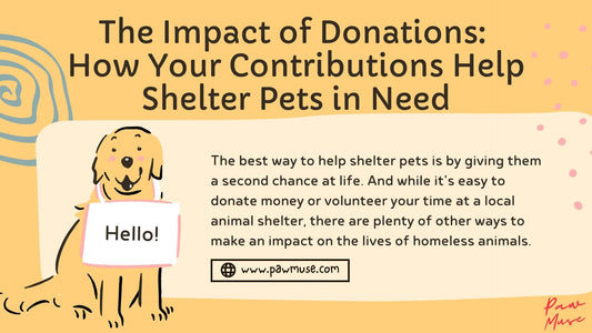 The Impact of Donations: How Your Contributions Help Shelter Pets in Need