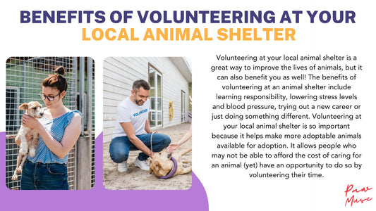 The Benefits of Volunteering at Your Local Animal Shelter