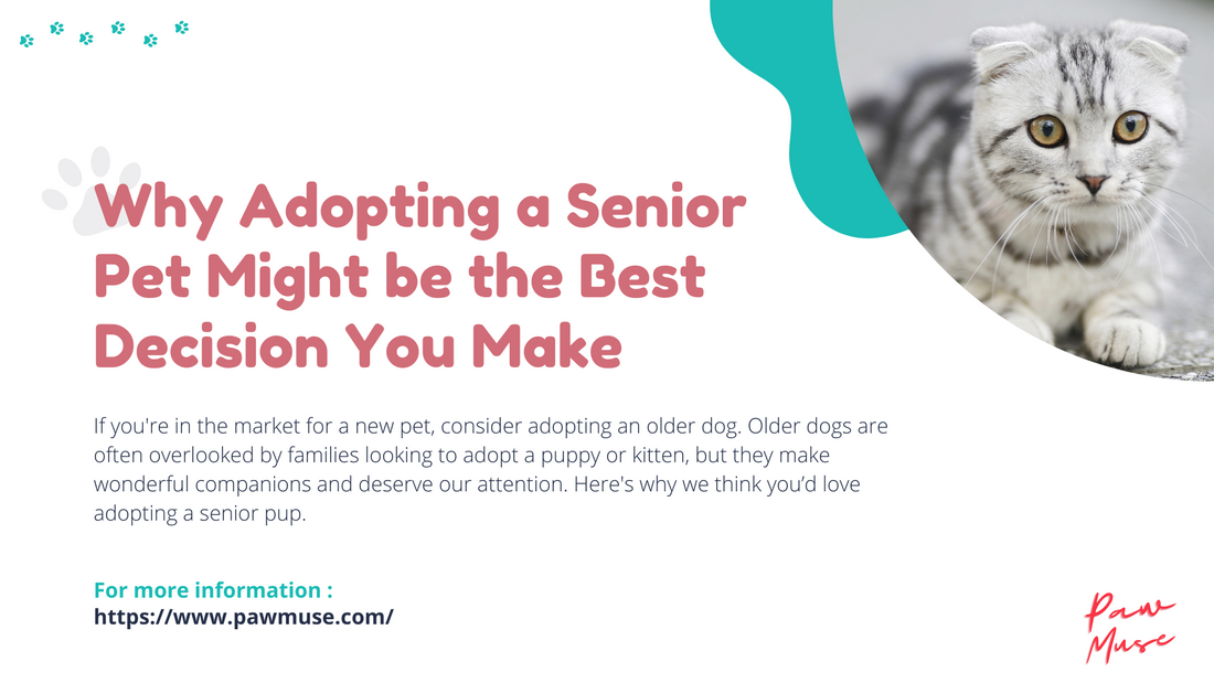 Why Adopting a Senior Pet Might be the Best Decision You Make
